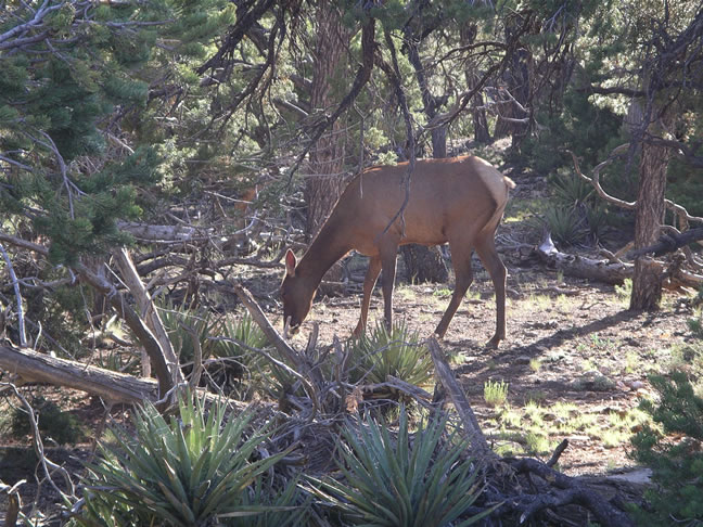 images/C-Canyon View to Maricopa Point (12).jpg